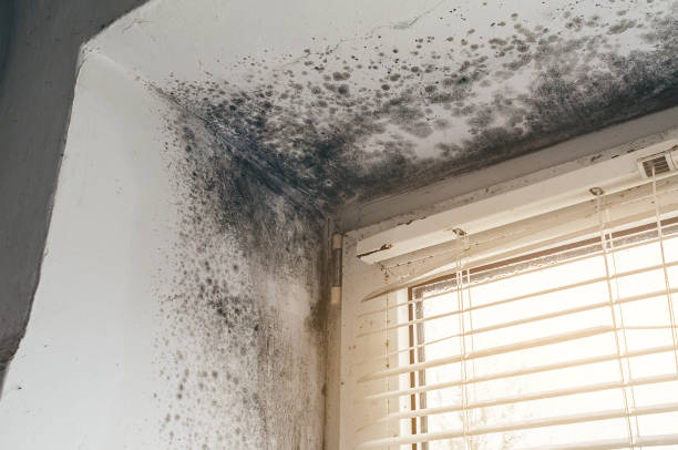 Affordable Mold Removal solutions in Fraser, CO